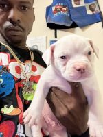 American Bully Puppies for sale in Fairfield, CA, USA. price: NA
