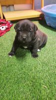 American Bully Puppies for sale in Amarillo, TX, USA. price: NA