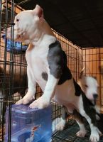 American Bully Puppies for sale in Knoxville, TN, USA. price: NA