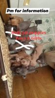 American Bully Puppies for sale in Terlton, OK 74081, USA. price: NA