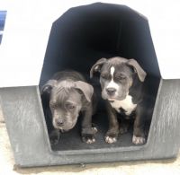 American Bully Puppies for sale in Bronx, NY, USA. price: NA