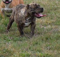 American Bully Puppies for sale in Fort Hood, TX, USA. price: NA