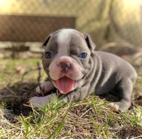 American Bully Puppies for sale in Las Vegas, NV, USA. price: NA