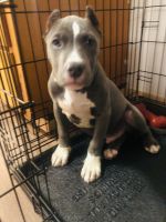 American Bully Puppies for sale in DuPont, WA 98327, USA. price: NA