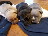 American Bully Puppies for sale in St. Louis, MO, USA. price: NA