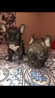American Bully Puppies for sale in 17480 W Mauna Loa Ln, Surprise, AZ 85388, USA. price: NA
