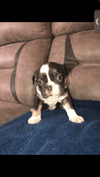 American Bully Puppies for sale in 17480 W Mauna Loa Ln, Surprise, AZ 85388, USA. price: NA