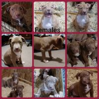 American Bully Puppies for sale in Spanish Fork, UT 84660, USA. price: NA