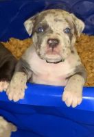 American Bully Puppies for sale in Portageville, MO 63873, USA. price: NA