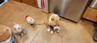 American Bully Puppies for sale in Maricopa, AZ, USA. price: NA