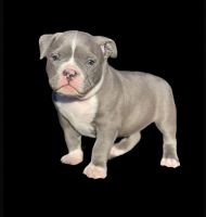 American Bully Puppies for sale in Hudson Valley, NY, USA. price: NA