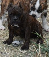 American Bully Puppies for sale in Austin, TX, USA. price: NA