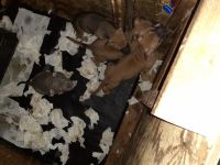 American Bully Puppies for sale in New Oxford, PA 17350, USA. price: NA