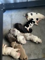 American Bully Puppies for sale in Indianapolis, IN 46260, USA. price: NA