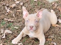 American Bully Puppies for sale in NC-150, Mooresville, NC, USA. price: NA