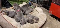 American Bully Puppies for sale in Plainview, TX 79072, USA. price: NA