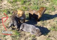 American Bully Puppies for sale in Fresno, CA, USA. price: NA