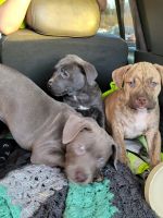 American Bully Puppies for sale in Fairview Heights, IL 62208, USA. price: NA