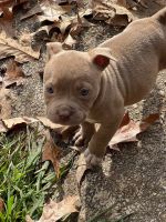 American Bully Puppies for sale in Montgomery, AL, USA. price: NA