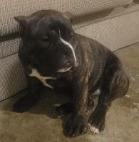 American Bully Puppies for sale in Nashville, TN, USA. price: NA