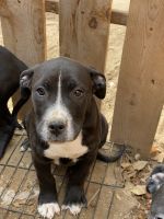 American Bully Puppies for sale in Camarillo, CA, USA. price: NA