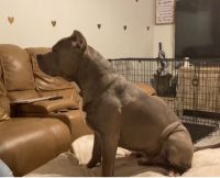 American Bully Puppies for sale in Miami, FL 33170, USA. price: NA
