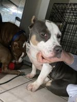 American Bully Puppies for sale in Philadelphia, PA, USA. price: NA