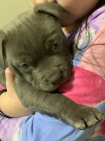 American Bully Puppies for sale in Sudbury Ln, Westbury, NY 11590, USA. price: NA