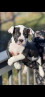 American Bully Puppies for sale in Groesbeck, OH 45251, USA. price: NA