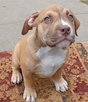 American Bully Puppies for sale in Pittsburgh, PA, USA. price: NA