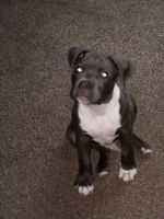 American Bully Puppies for sale in Monroeville, PA, USA. price: NA