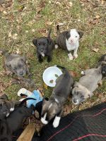 American Bully Puppies for sale in Auburn, AL, USA. price: NA