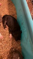 American Bully Puppies for sale in Cleveland, OH, USA. price: NA