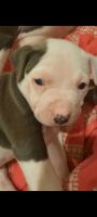 American Bully Puppies for sale in Monroe, LA 71201, USA. price: NA