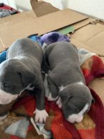 American Bully Puppies for sale in Monroe, OH, USA. price: NA