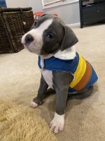American Bully Puppies for sale in Grand Ledge, MI 48837, USA. price: NA