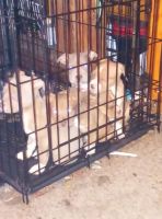 American Bully Puppies for sale in Greenville, SC, USA. price: NA