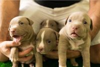 American Bully Puppies for sale in Los Angeles, CA, USA. price: NA