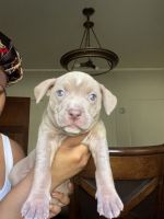 American Bully Puppies for sale in Milwaukee, WI, USA. price: NA