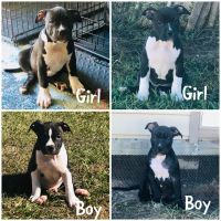 American Bully Puppies for sale in Clermont, FL 34715, USA. price: NA