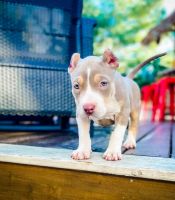 American Bully Puppies for sale in Stafford Township, NJ 08050, USA. price: NA
