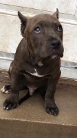 American Bully Puppies for sale in Allen, TX, USA. price: NA