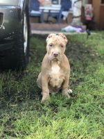 American Bully Puppies for sale in Flamingo, FL 33034, USA. price: NA