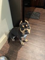 American Bully Puppies for sale in Cypress, TX, USA. price: NA