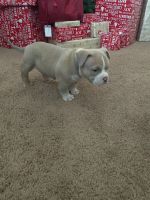 American Bully Puppies for sale in Windsor, CO, USA. price: NA
