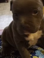 American Bully Puppies for sale in Little Elm, TX, USA. price: NA