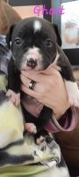 American Bully Puppies for sale in Springfield, MO 65807, USA. price: NA