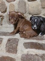 American Bully Puppies for sale in Minneapolis, MN 55430, USA. price: NA