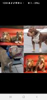 American Bully Puppies for sale in Albany, NY, USA. price: NA