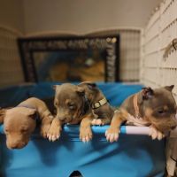 American Bully Puppies for sale in Timberlake, NC 27583, USA. price: NA